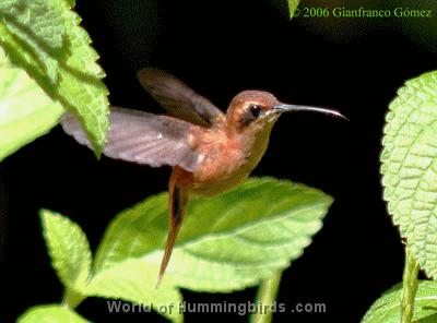 Hummingbird Garden Catalog: Little Hermit
